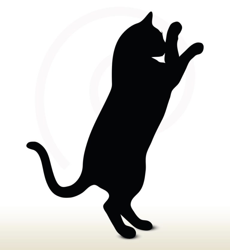 Are Essential Oils Safe for Your Cat?
