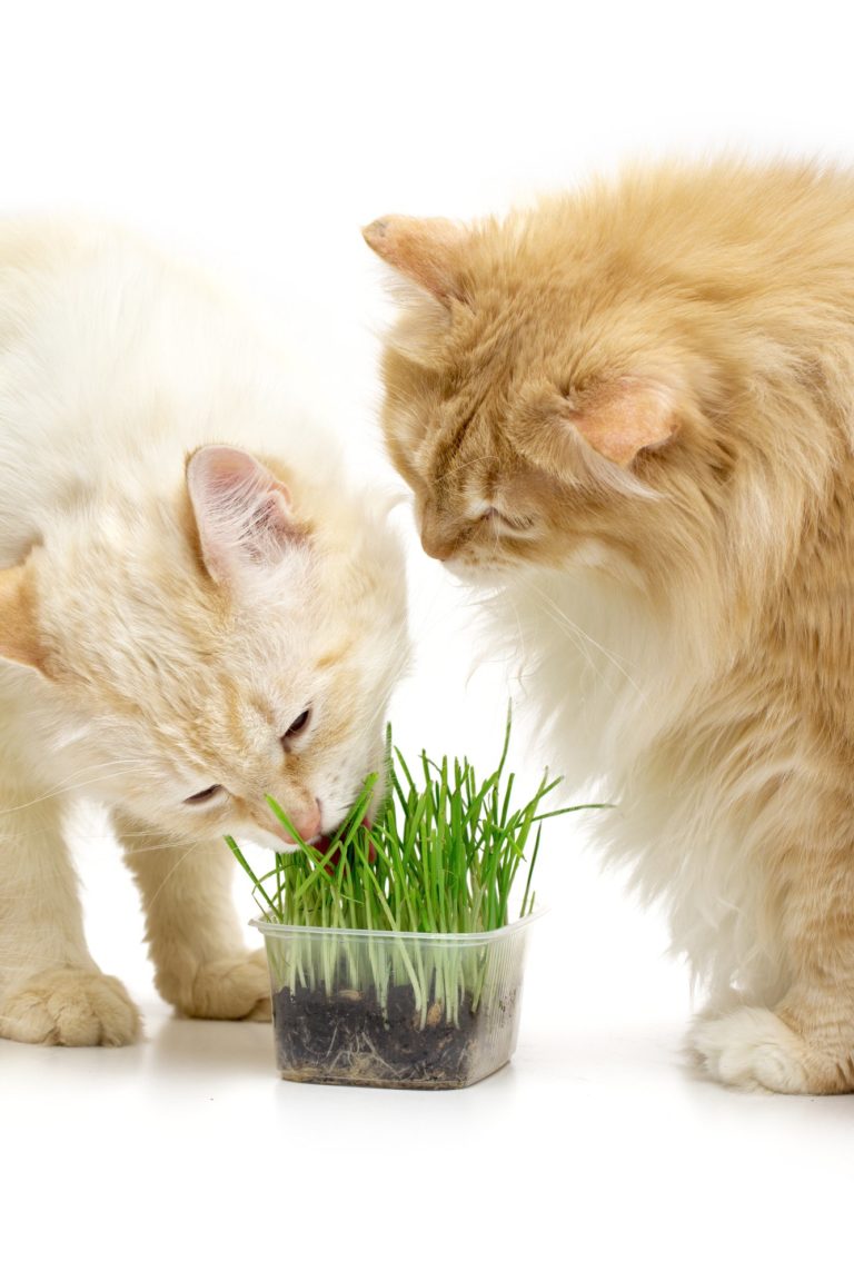 Low-Calorie Treats for the Rotund Cat