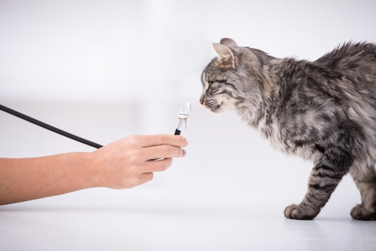 Cats Hide Signs of Hip Dysplasia