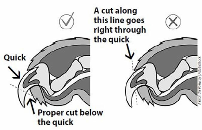 CLAWS DECODED — mikeklischdesign.com