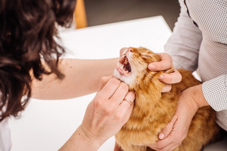A Root Canal for Cats