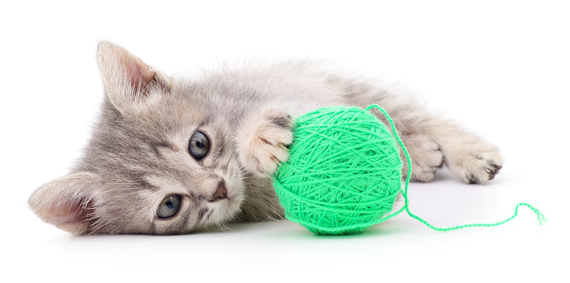 yarn and kitten