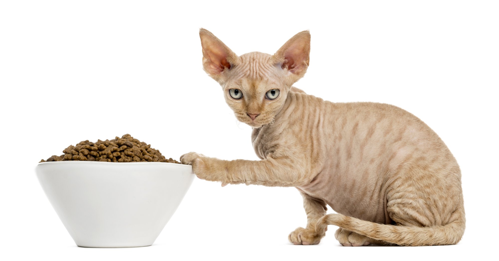 is plastic bowls bad for cats