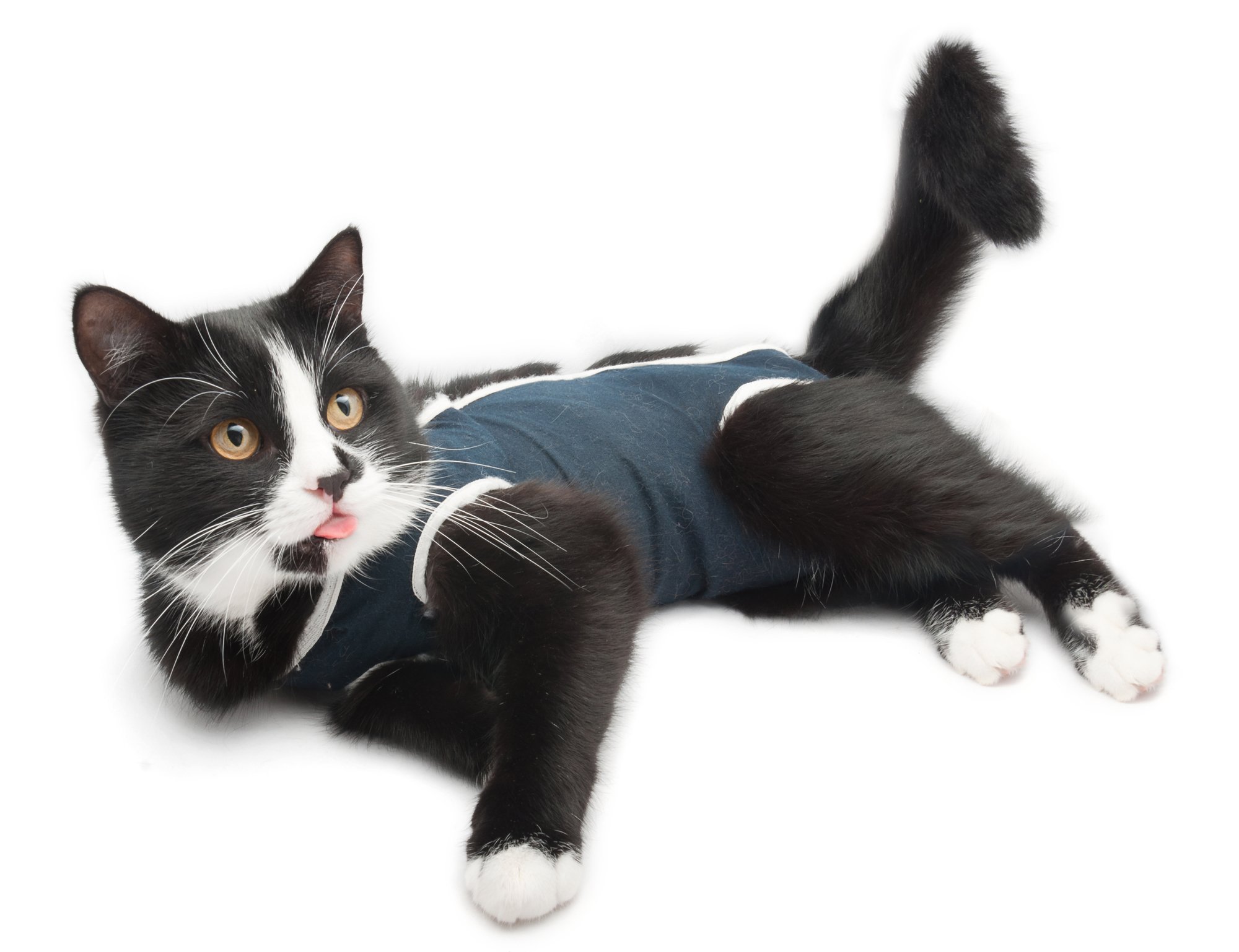 cat surgical onesie