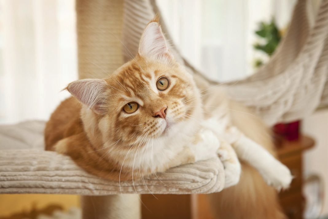 Yes, Your Indoor Cat Can Get Fleas Catwatch Newsletter