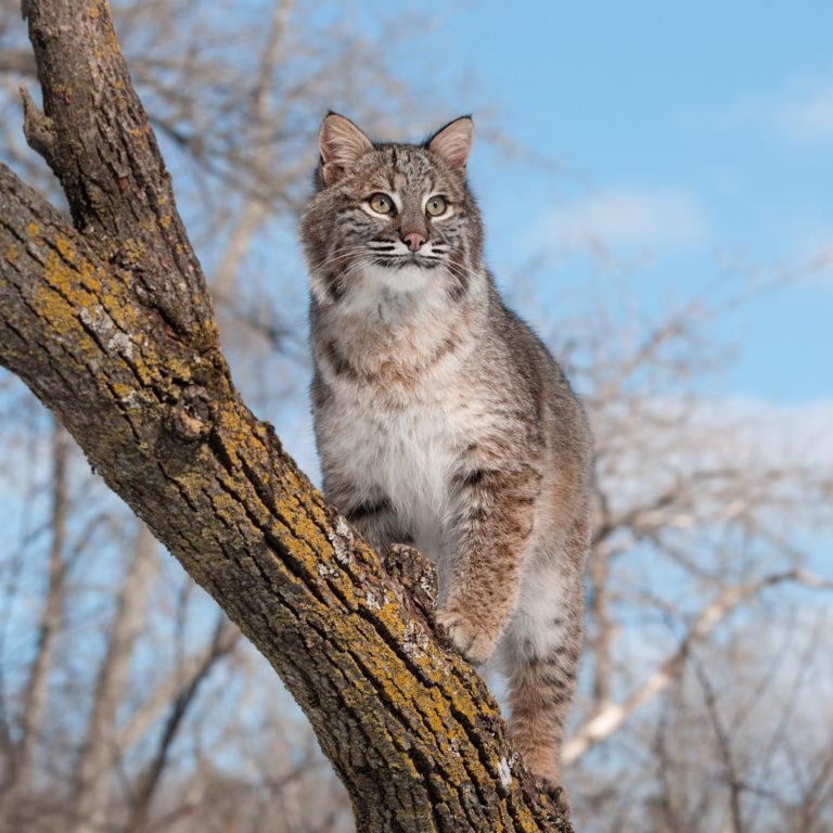 Bobcat Fever Spread by Ticks