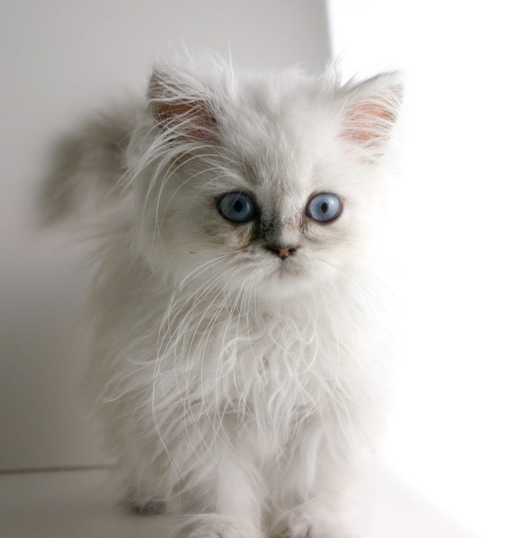 Himalayan Cats May Be Most Prone to Skin Disease