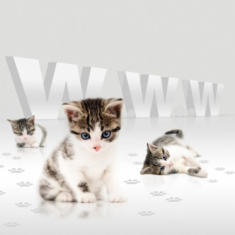 Five Great Sources for Feline Health Information