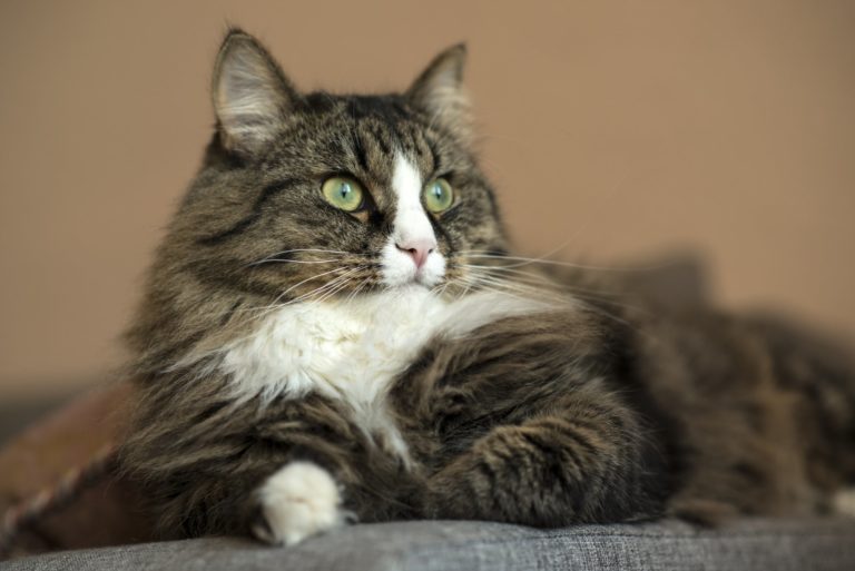 Your Cats Subtle Hind-Leg