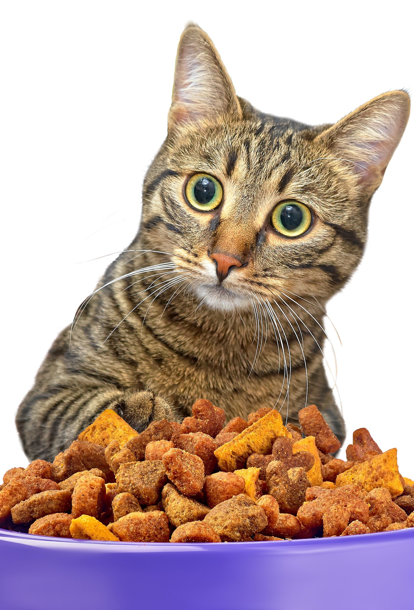Myth Buster: Canned Vs. Dry Food - Catwatch Newsletter