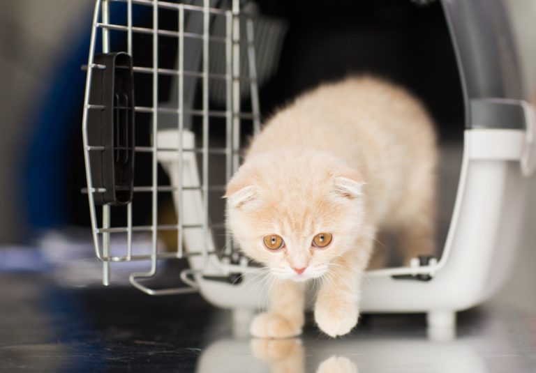 Kitten Training: Carriers