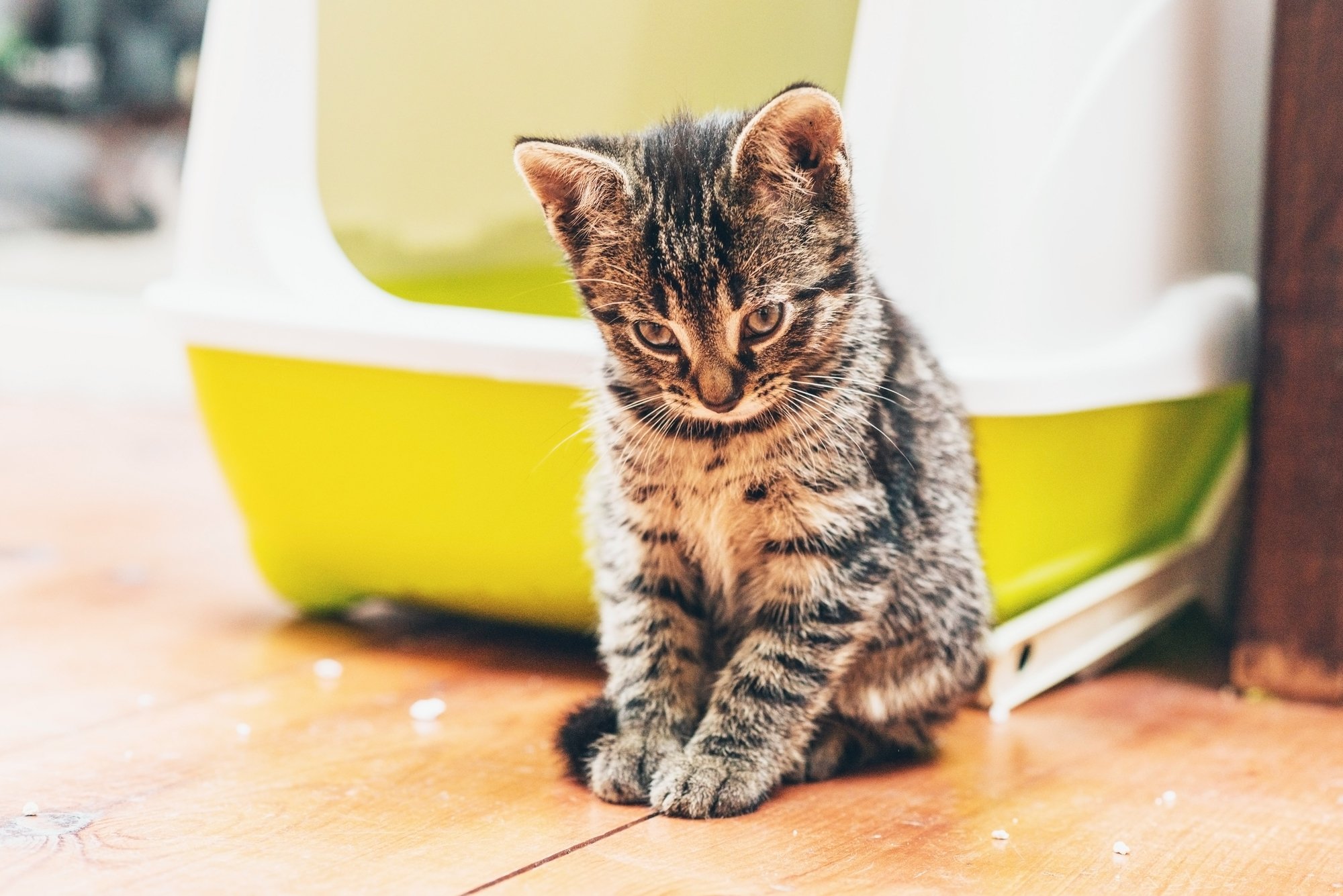 cat stool house