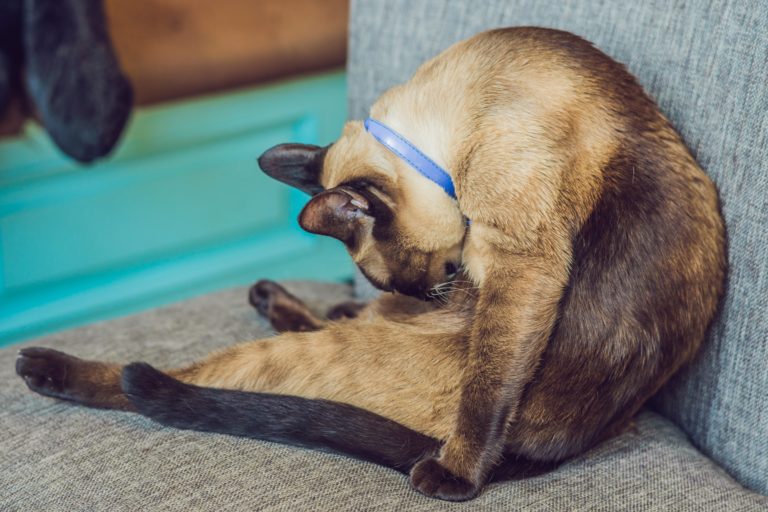 An Itch You Just Have to Scratch