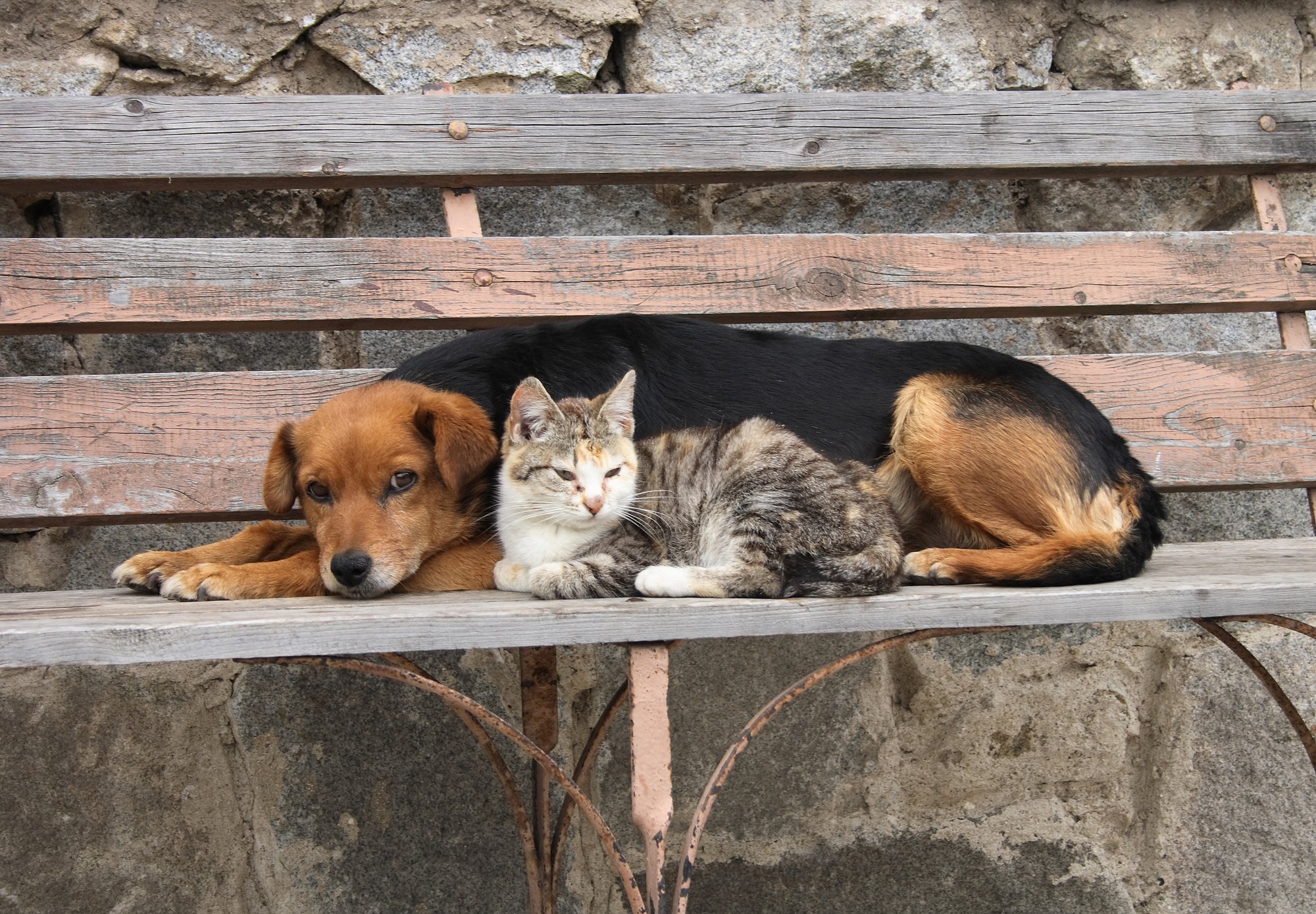 cat and dog