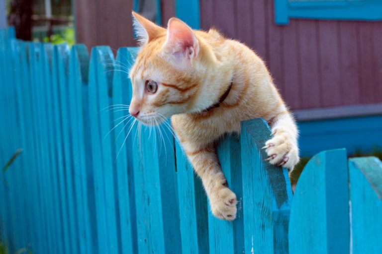 Cats Do Not Always Land on Their Feet