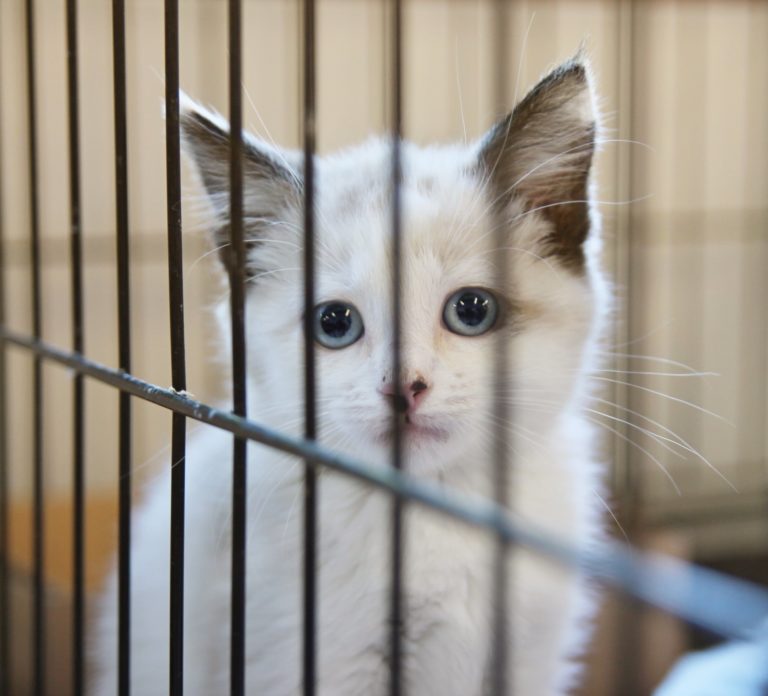 Million Cat Challenge