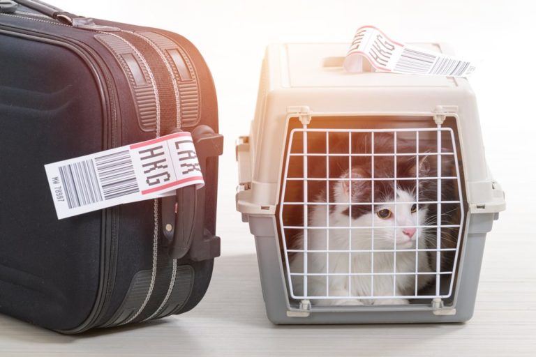 Five Tips for Travel with Your Cat