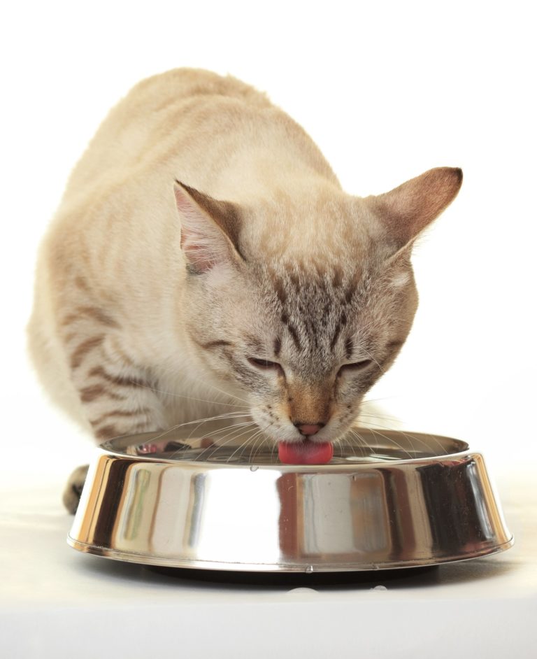 Cushings Disease Can Strike Cats