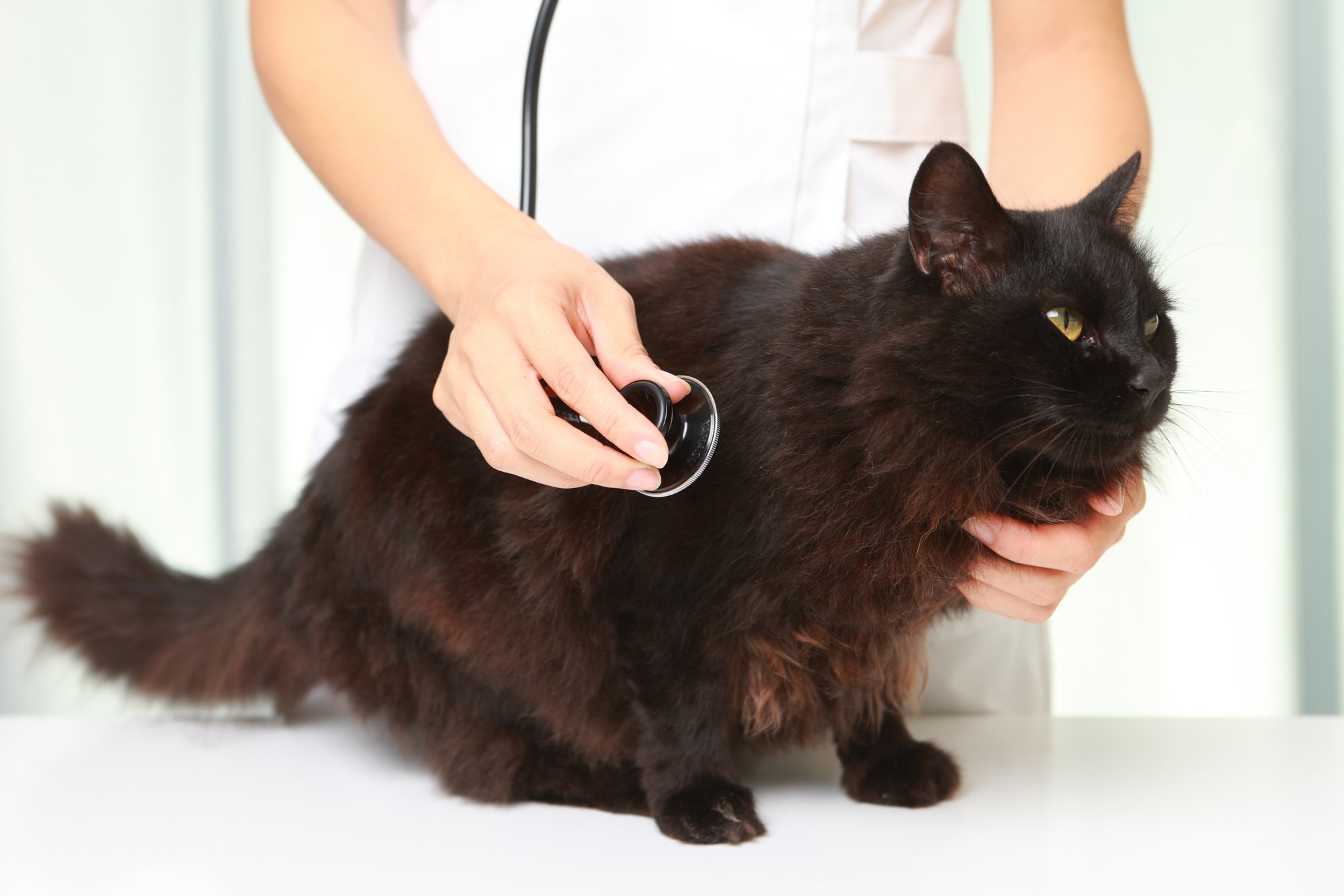 Cushing Disease In Cats Captions Trend Update