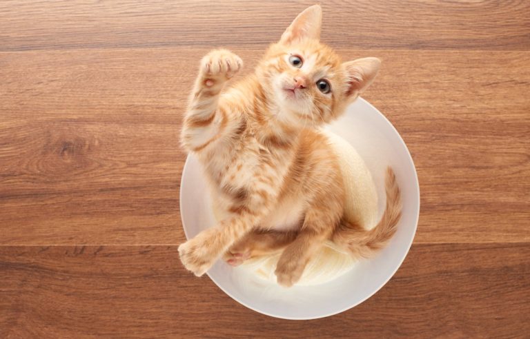 When Cats Get a Little Crazy