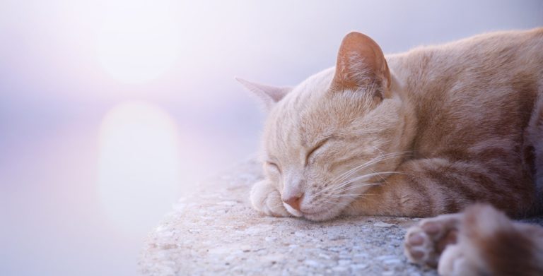 Feral Cats Rest Most of the Day