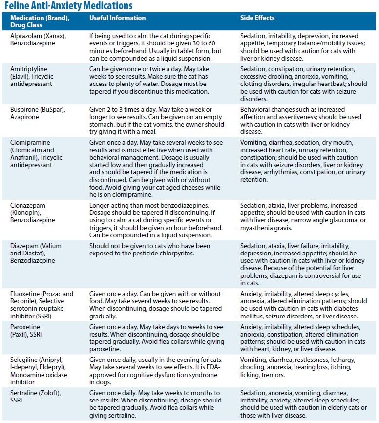 Feline anti 2025 anxiety medication