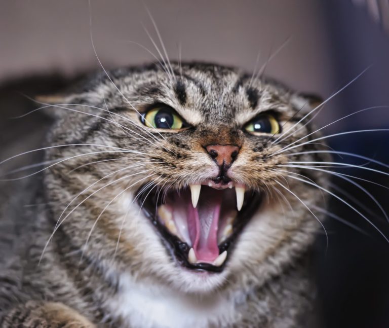 When That Bite Abscesses