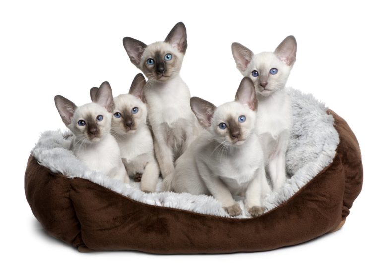 Feline Lymphoma