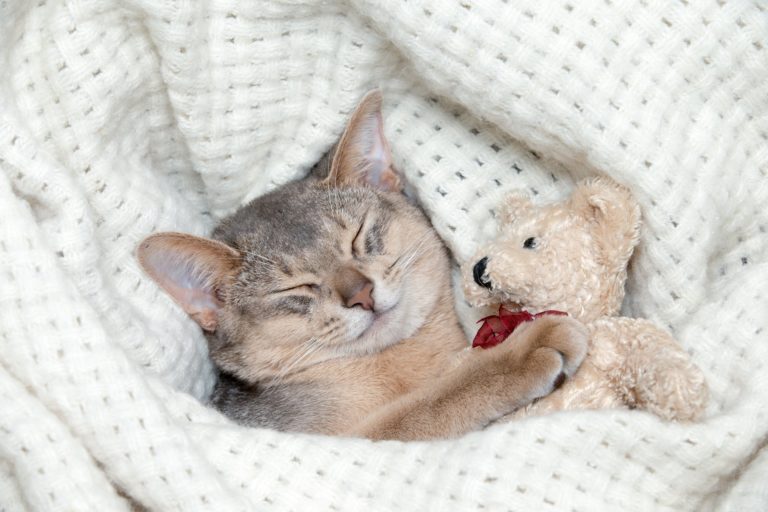 Pheromones May Calm Anxious Felines