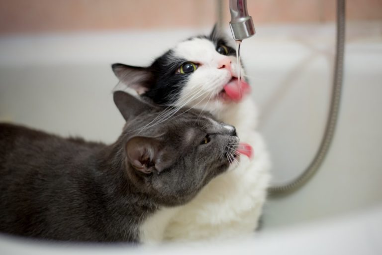 Entice Your Cat to Drink More