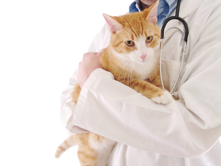 Screening Tests and Bloodwork