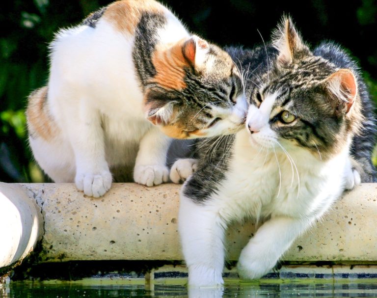 Potential Deadly Feline Calicivirus