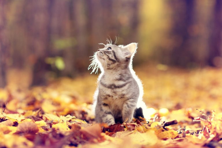 Do FIV Testing Before