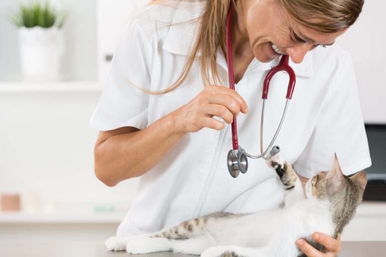 Cat-Friendly Veterinary Hospitals