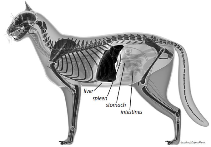 Cat's skeleton