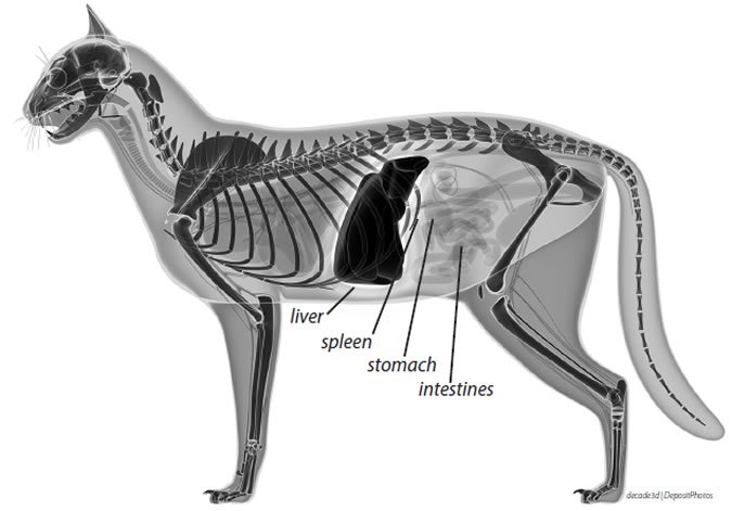 Liver Cat