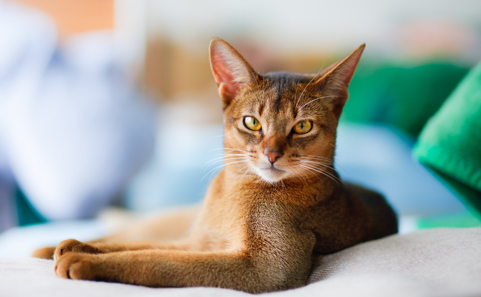 Abyssinian