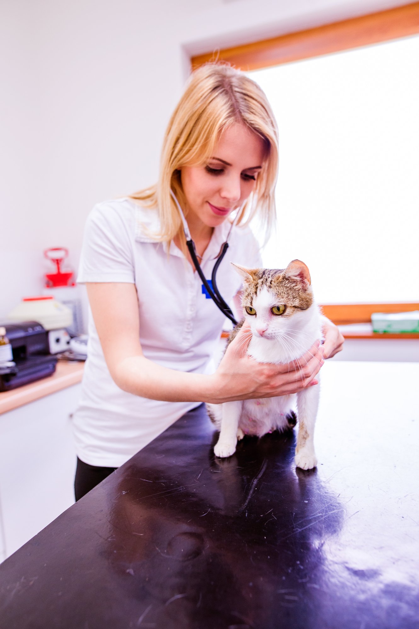 veterinary checkup