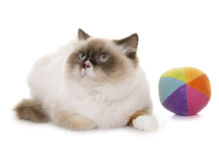 Five Weight-Loss Tips for Cats