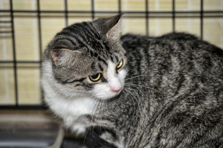 A Blind Cat Can Live a Happy Life