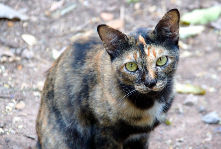 Helping Stray Cats With Kittens