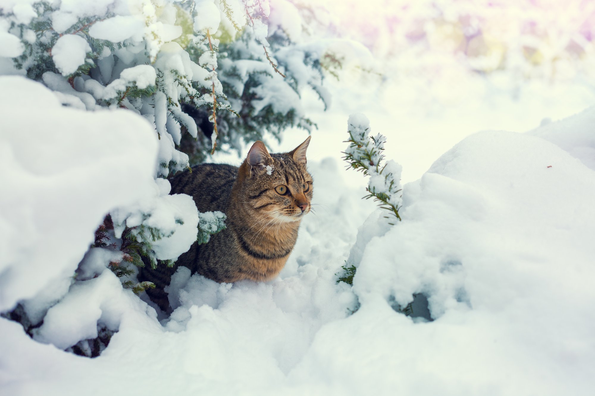 can cats catch a cold from cold weather