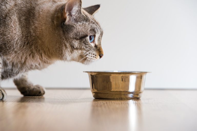 New Feeding Guidelines Address Behavior