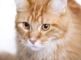 Why So Many Tests for FeLV?