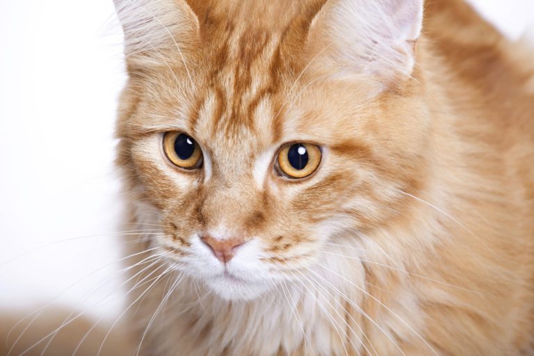 Why So Many Tests for FeLV?