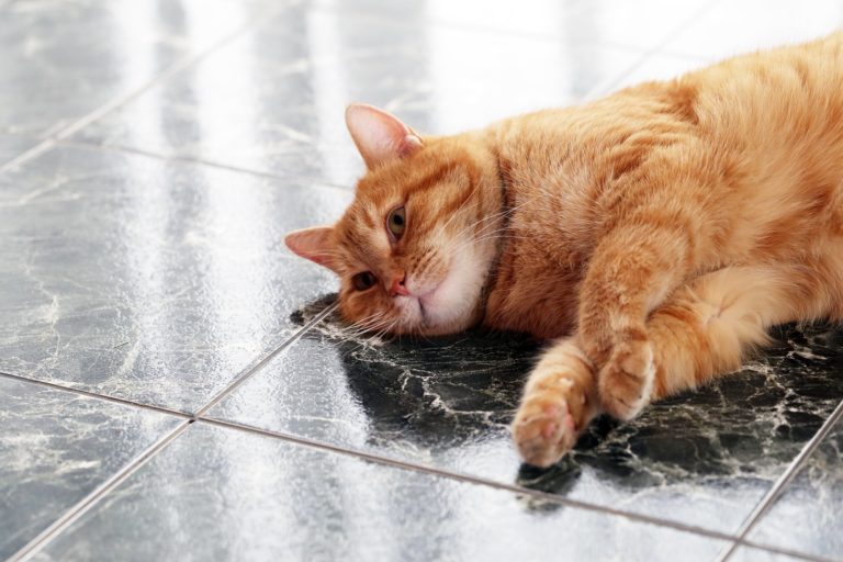 Feline Pancreatitis May Be Chronic