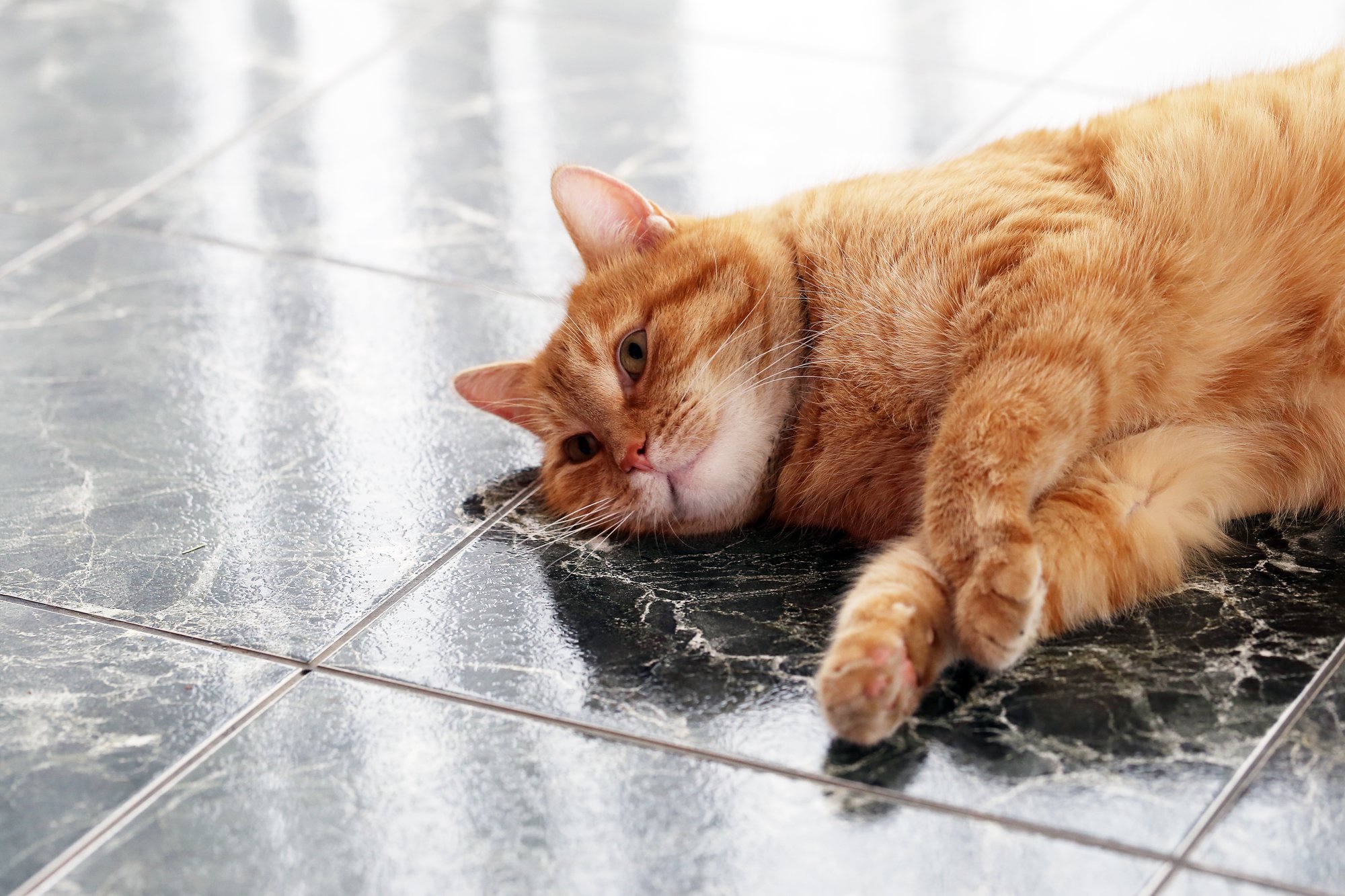 Pancreatitis in Cats