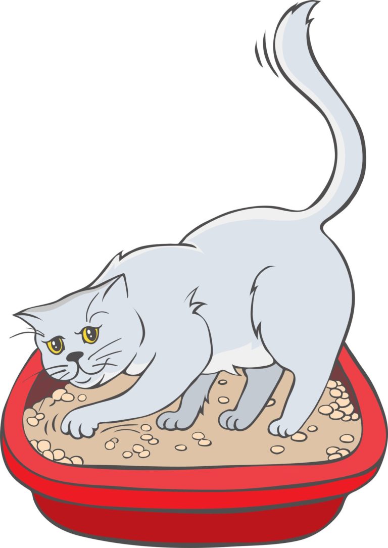 Litterbox Covering at 1 Month of Age