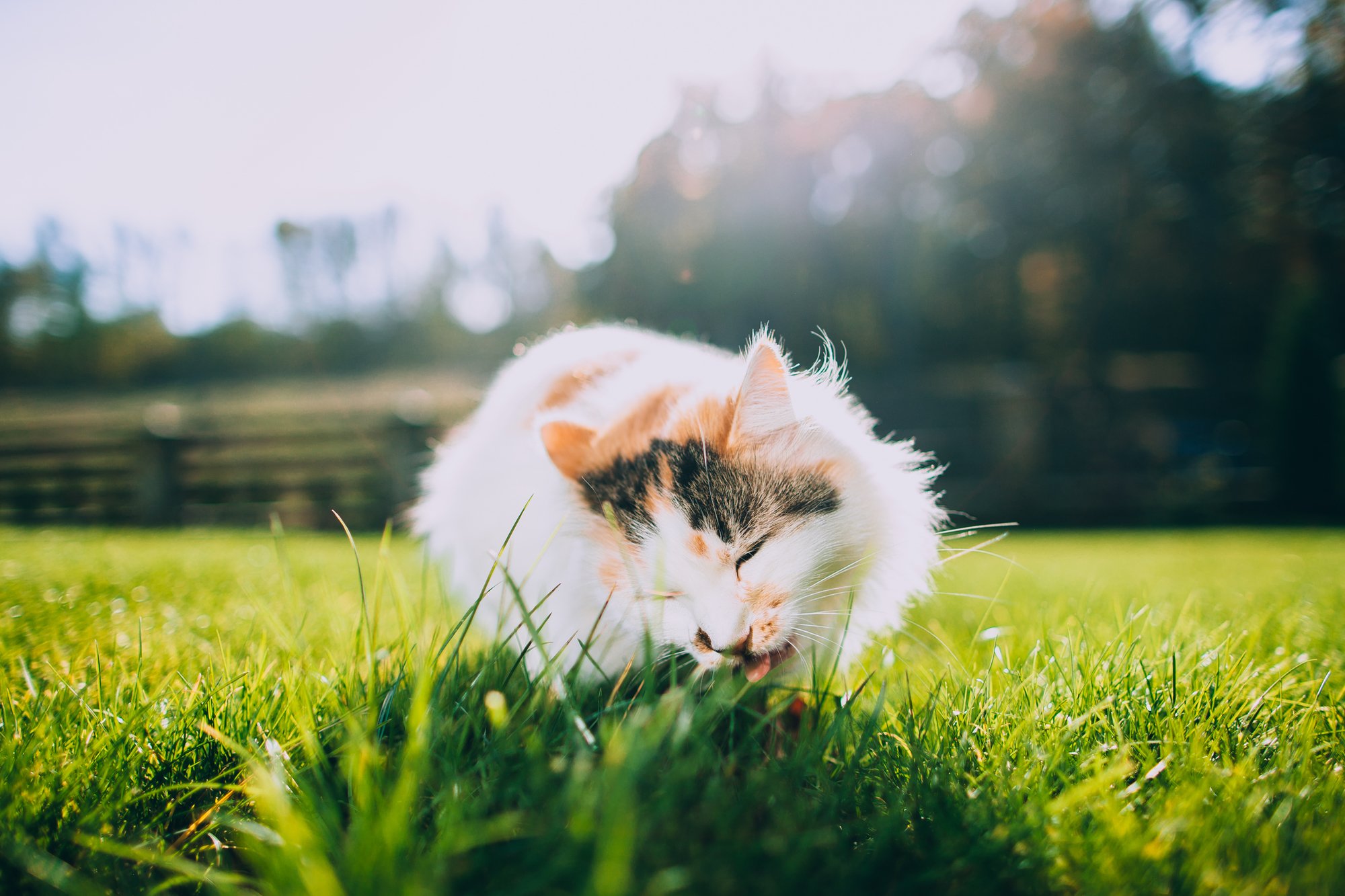 Why Do Cats Eat Grass? - Catwatch Newsletter