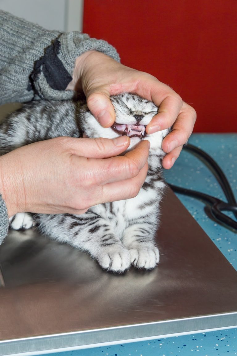 Bloodwork for Liver Problems